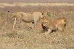 4 Days Tanzania Wildlife Safari (Lake Manyara, Ngorongoro Crater and Serengeti)