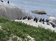 Seal Island Private tour with Penguins, Cape Point & Table Mountain.