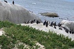 Seal Island Private tour with Penguins, Cape Point & Table Mountain.
