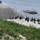 Seal Island Private tour with Penguins, Cape Point & Table Mountain.