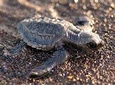 Turtle Nesting Tour