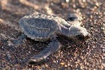 Turtle Nesting Tour