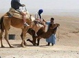 Atlas mountains and sunset Camel riding in the desert