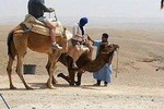Atlas mountains and sunset Camel riding in the desert