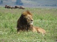 1 Day Ngorongoro Crater Safaris