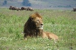 1 Day Ngorongoro Crater Safaris