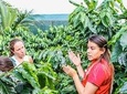 CLASSIC COFFEE TOUR From San José