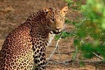 Wilpattu National Park Private Safari (All Inclusive) From Kandy