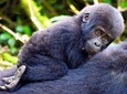  Classic Best Gorilla Experience & Northern Tanzania Expedition 