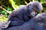  Classic Best Gorilla Experience & Northern Tanzania Expedition 