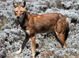 Bale Mountains National Park – 5 Day Tour