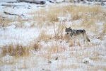Springtime in Yellowstone Wildlife Safari & Geology tour of Mammoth Hot Springs!