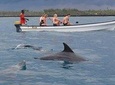 Dolphins Tour