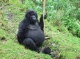 3 days Gorilla trekking from Kampala