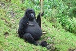 3 days Gorilla trekking from Kampala