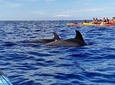 Kayak with Dolphin & Turtle Watching Private Tour