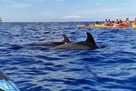Kayak with Dolphin & Turtle Watching Private Tour