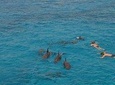Dolphin House sea trip