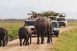 Amboseli National Park Full Day Guided Tour
