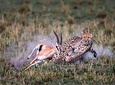 Private 6-Day Camping Tour: Amboseli, Lake Nakuru, and Masai Mara Safari