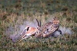 Private 6-Day Camping Tour: Amboseli, Lake Nakuru, and Masai Mara Safari