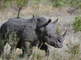 3 Days Masai Mara Joining Tour
