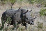 3 Days Masai Mara Joining Tour