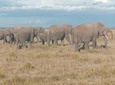 7 days safari Kenya Discovery