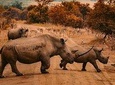 Rhino And Lion Feeding Experience