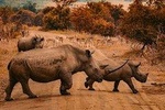 Rhino And Lion Feeding Experience