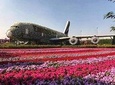 Dubai Miracle Garden Ticket with Transfer 
