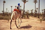 Guided Marrakech Camel Ride 2 hours