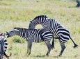 2-Day and 1 night Ngorongoro and Lake Manyara Tours