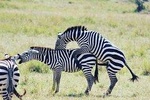 2-Day and 1 night Ngorongoro and Lake Manyara Tours