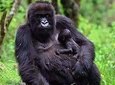 1 Day Gorilla trekking