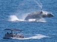 Two hour tour Whale Watching in Cabo San Lucas! 