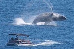 Two hour tour Whale Watching in Cabo San Lucas! 