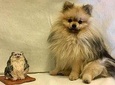 Sculpt to Florentine Pet