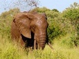 4 Days 3 Nights Tsavo East And West Safari ( Minimum 2 Persons)