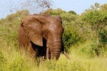 4 Days 3 Nights Tsavo East And West Safari ( Minimum 2 Persons)