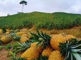 Private Tour - Pineapple Tour (Cultivations)