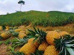 Private Tour - Pineapple Tour (Cultivations)