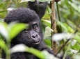 1 day Mountain Gorilla Trekking Safari Uganda
