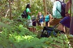 Tropical Rain Forest Explorer In St. Kitts