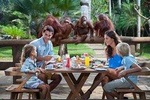 Full Day Tour - Breakfast with Orang Utan and Kintamani Tour