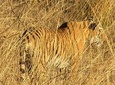 Ranthambore Same Day Experience