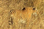 Ranthambore Same Day Experience