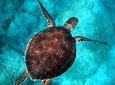 Snorkel Jet Tour at Turtle Town