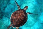 Snorkel Jet Tour at Turtle Town