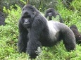 8day Bwindi GorillaTrekking,Queen Elizabeth Wildlife and Kibale Chimpanze safari